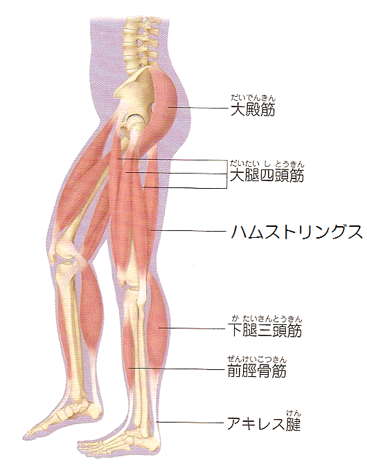 の 上 筋肉 の 膝