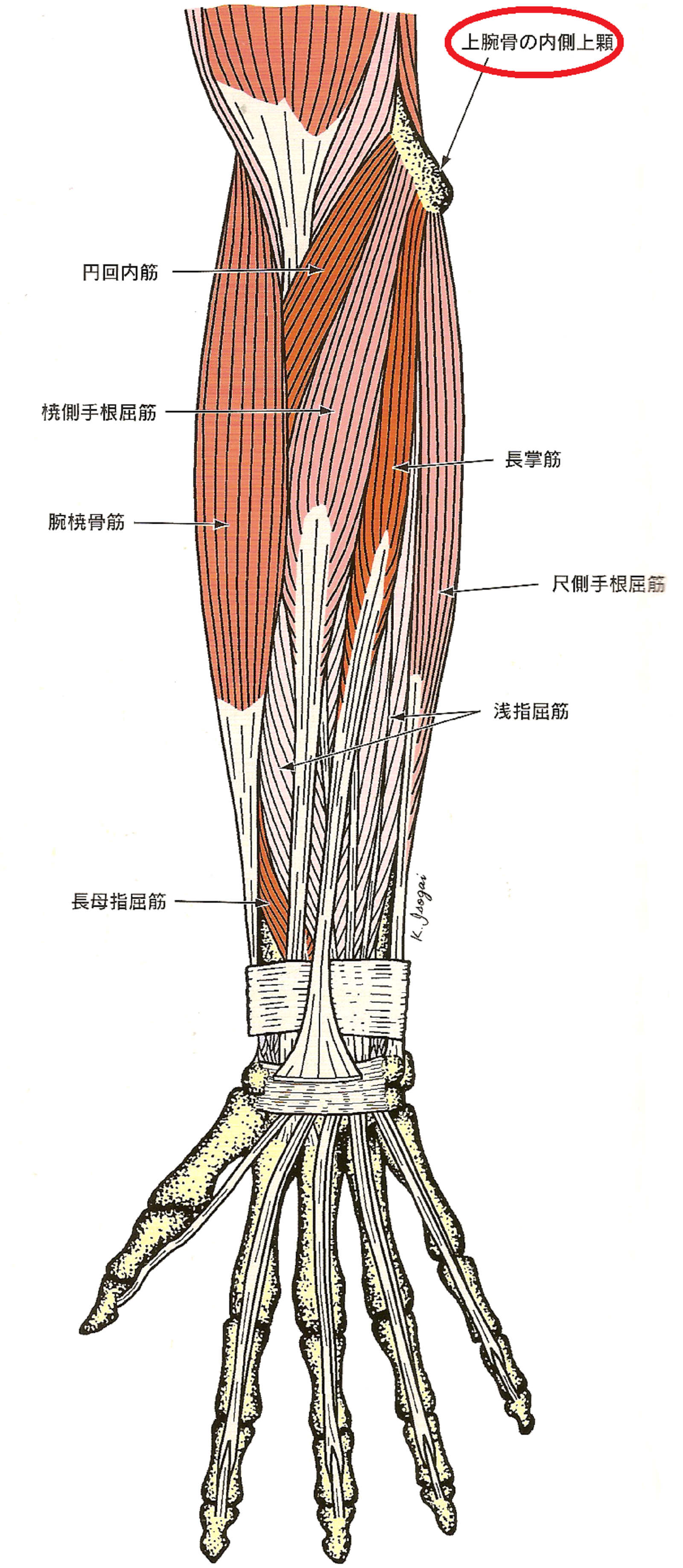 の 内側 肘 【図説】肘内側が痛くなる『上腕骨内側上顆炎』の原因筋肉と骨の場所を解説！
